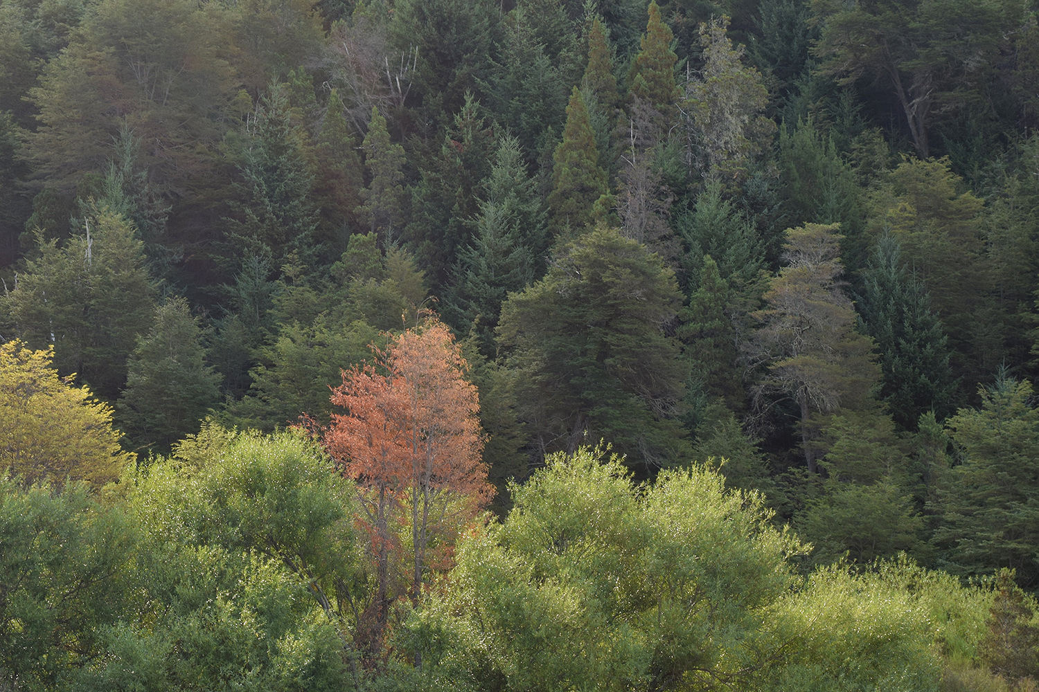 foto-arboles-sur